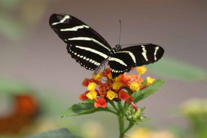 Audrey-Siegel-25 © Audrey Siegel