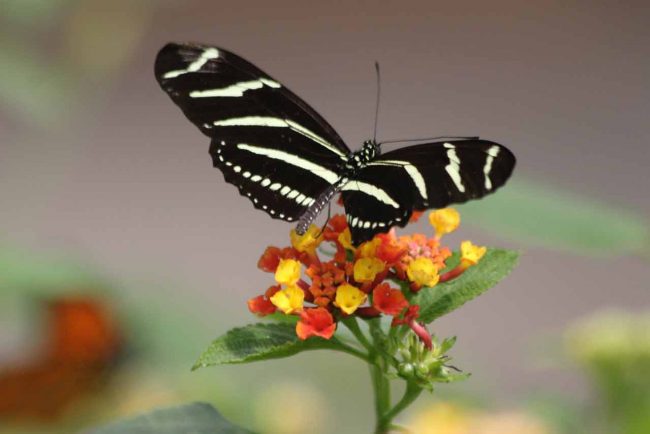 Audrey-Siegel-25 © Audrey Siegel