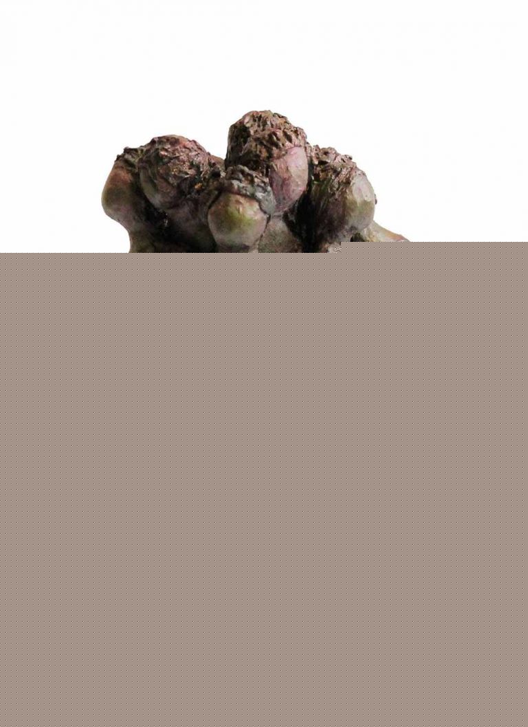 © Lorenzo Figallo Calzadilla