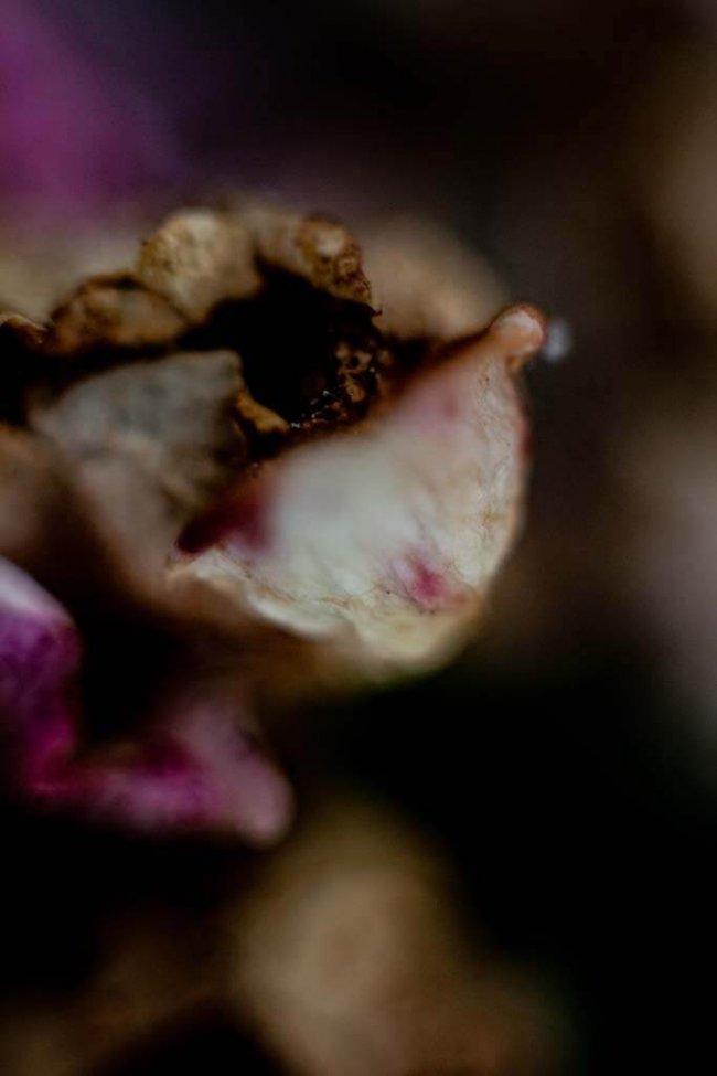 Mafe-Izaguirre-Flowers-of-London © Mafe izaguirre Flowers of London, photography fine arts
