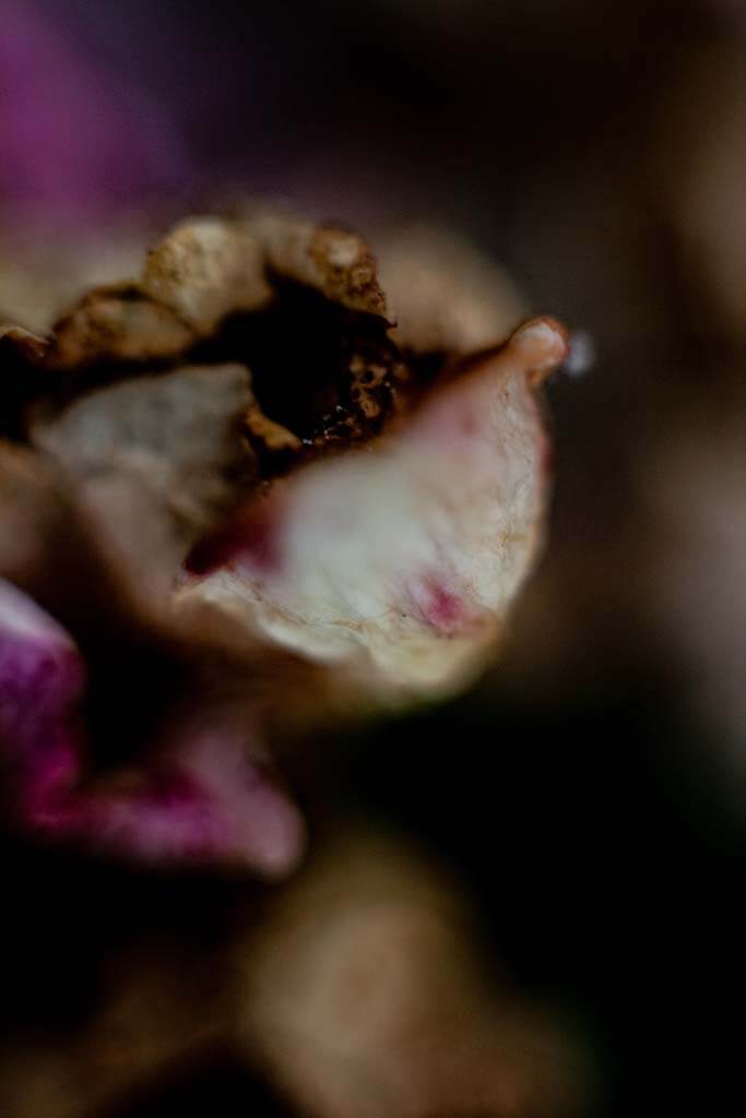 Mafe-Izaguirre-Flowers-of-London © Mafe izaguirre Flowers of London, photography fine arts