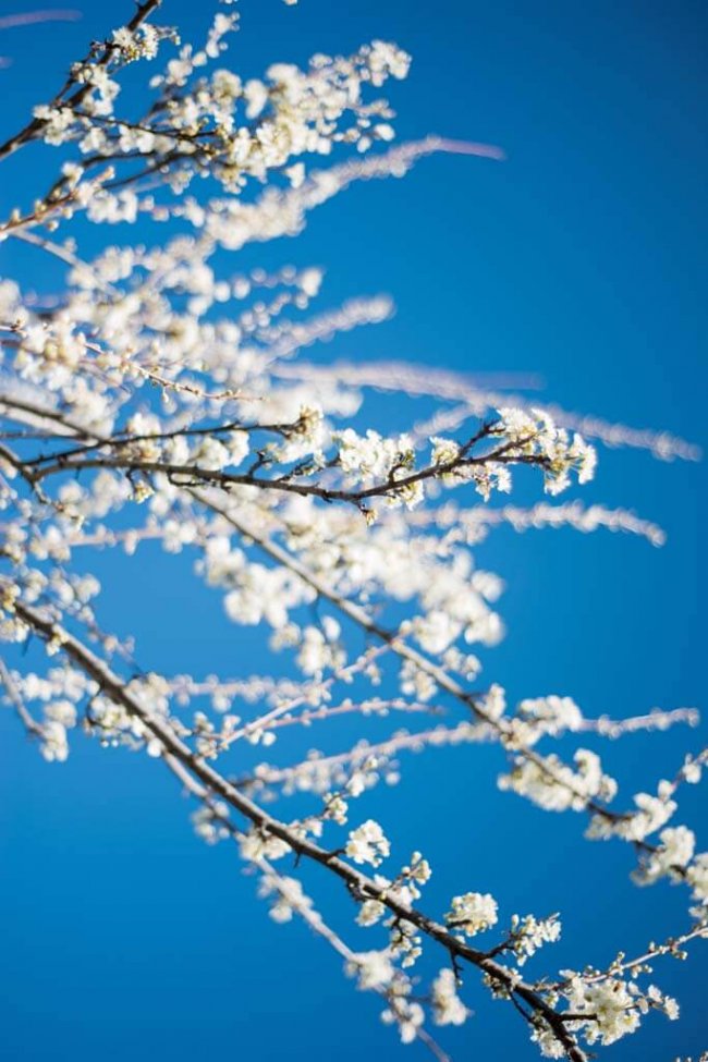 mael-renault-yR3YBNpDMHo-unsplash Almond Tree Branches on Blue Sky