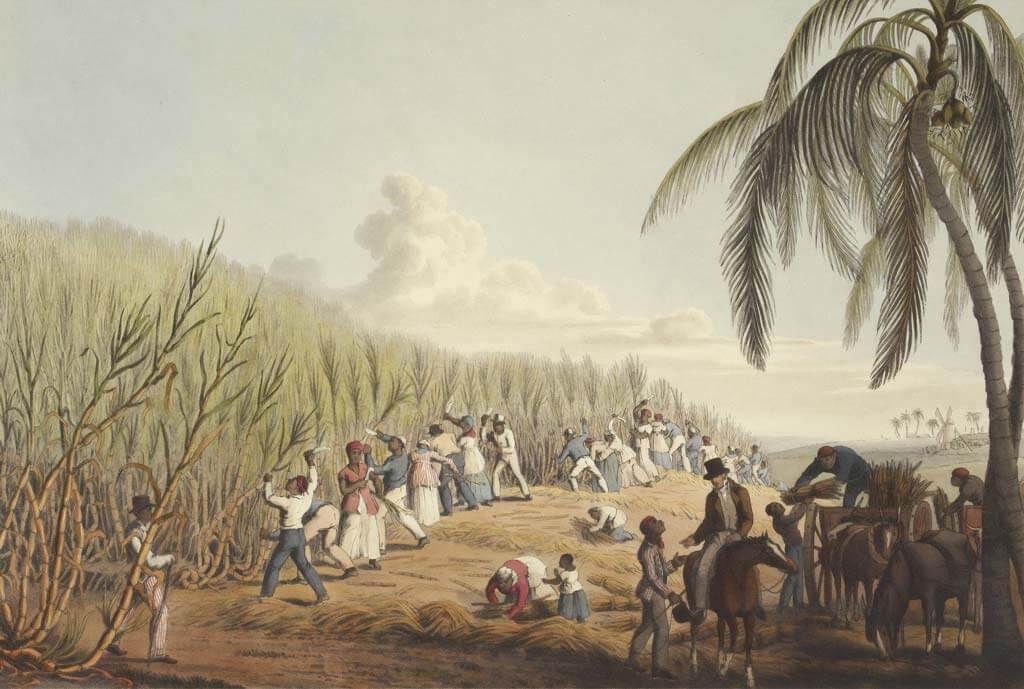 Slaves cutting the sugar cane on the Island of Antigua, 1823. British Library.