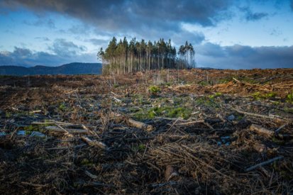 deforestation-scene Photo by Matt Palmer. Tasmania, Australia, 2021.
